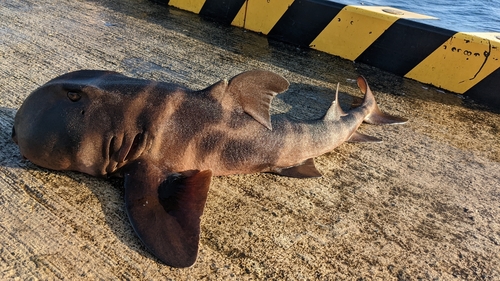 ネコザメの釣果