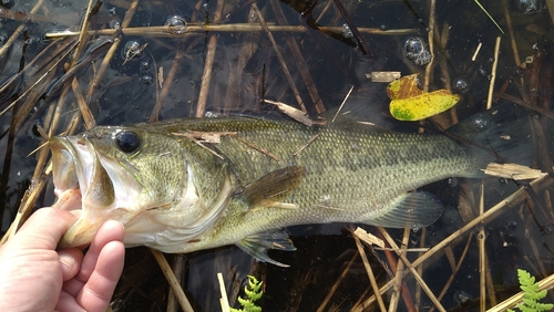 ブラックバスの釣果