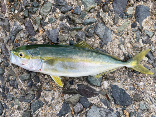 ヤズの釣果