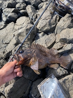 ムラソイの釣果