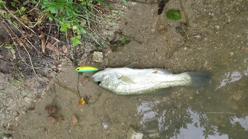 ブラックバスの釣果