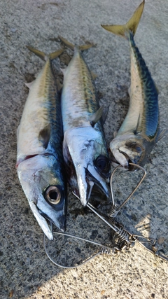 サバの釣果