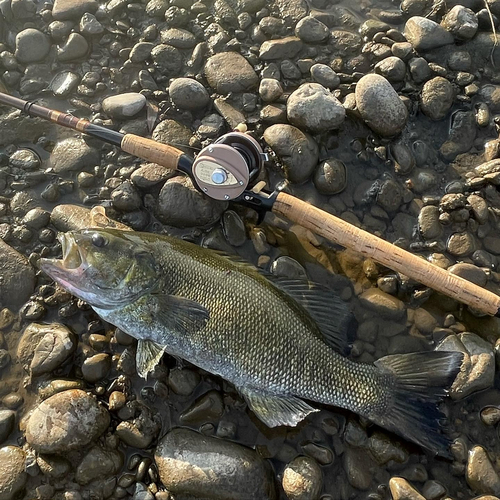 スモールマウスバスの釣果