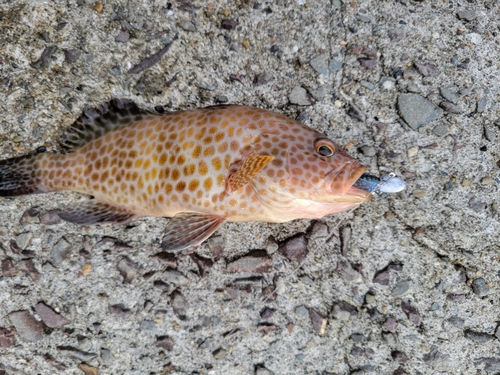 オオモンハタの釣果