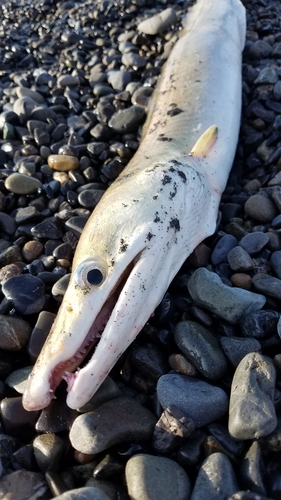 ハモの釣果