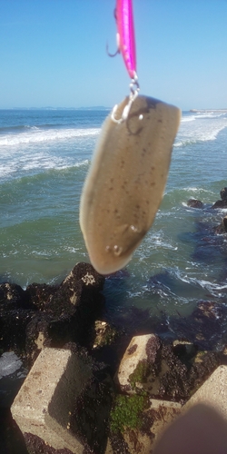 シタビラメの釣果