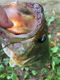 ラージマウスバスの釣果