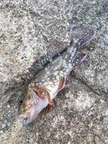 カサゴの釣果