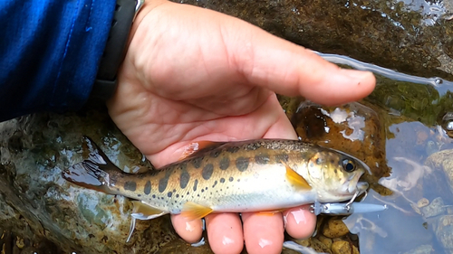 ヤマメの釣果