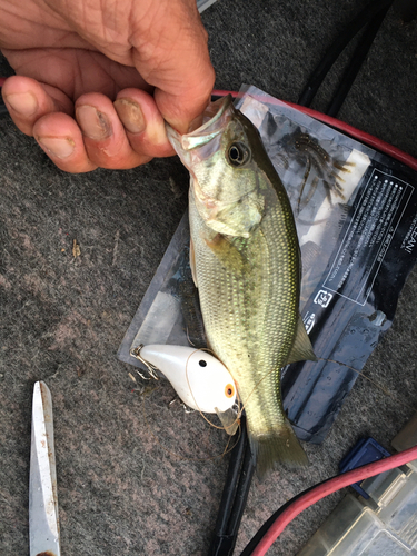 ラージマウスバスの釣果