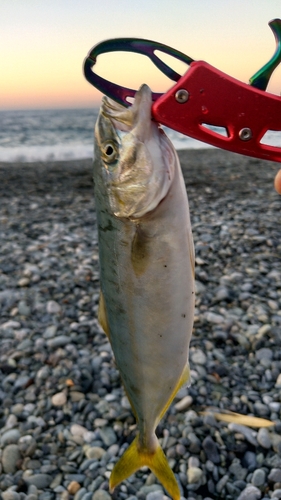 ワカシの釣果