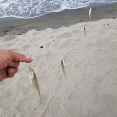 キスの釣果