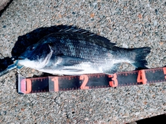 チヌの釣果