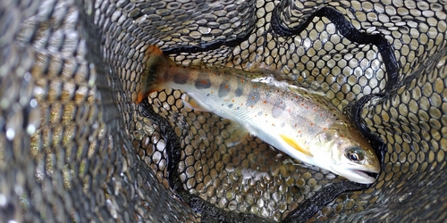 アマゴの釣果