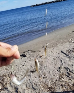 キスの釣果