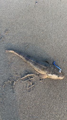 マゴチの釣果