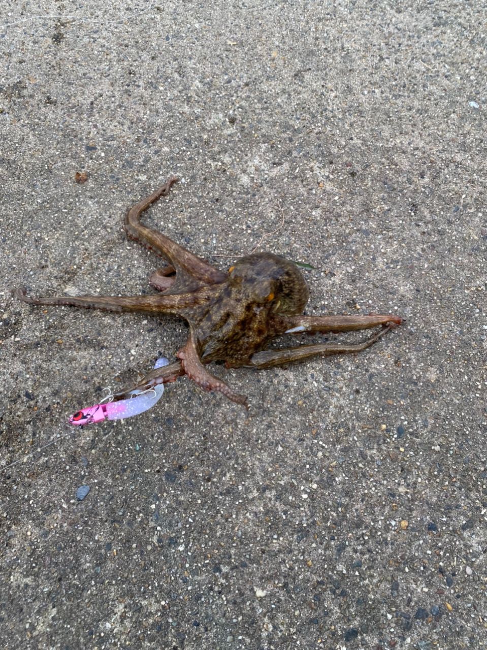 タコ
