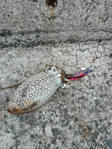 シリヤケイカの釣果