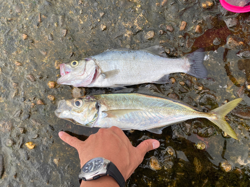 セイゴ（ヒラスズキ）の釣果