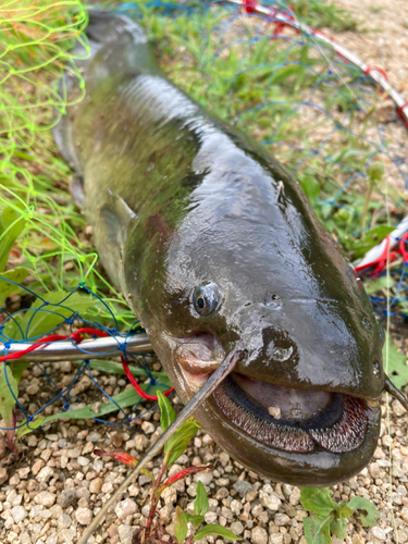 ナマズの釣果