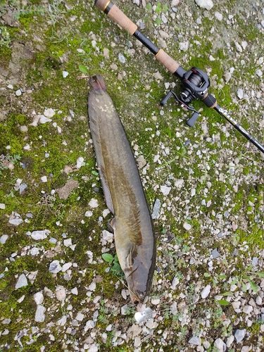 ナマズの釣果