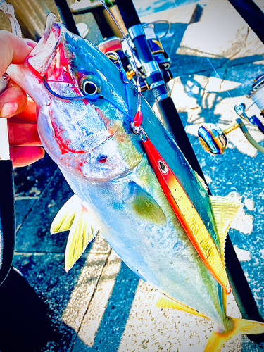 ハマチの釣果