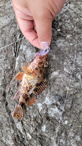 カサゴの釣果