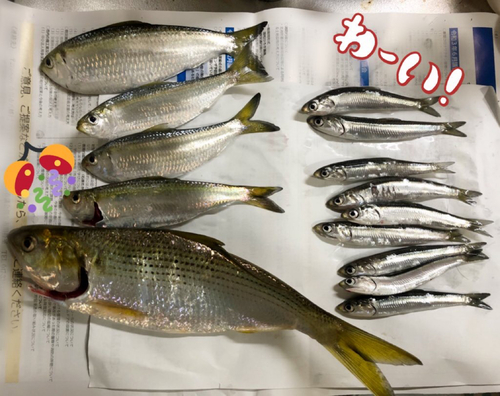 コノシロの釣果