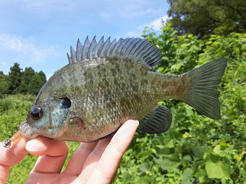 ブルーギルの釣果