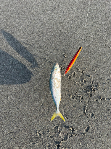 ワカナゴの釣果