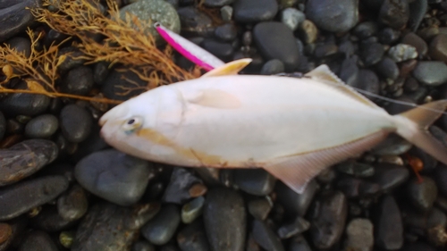 ショゴの釣果