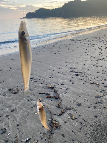 キスの釣果