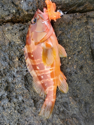 アカハタの釣果