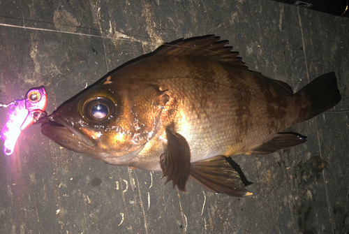 アカメバルの釣果