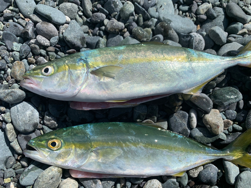 ワカシの釣果