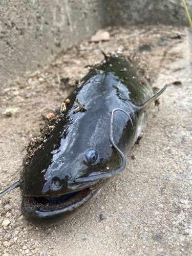 ナマズの釣果