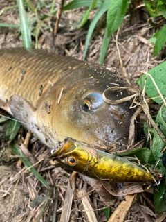 コイの釣果