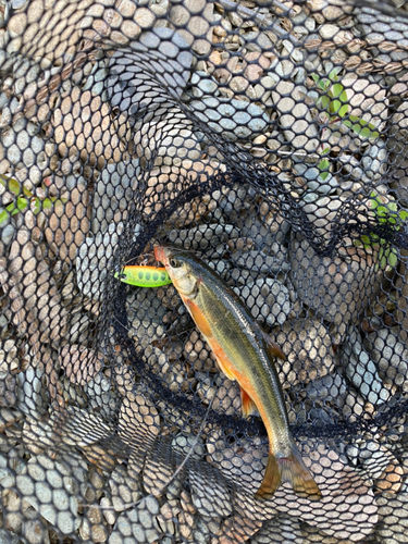 ウグイの釣果