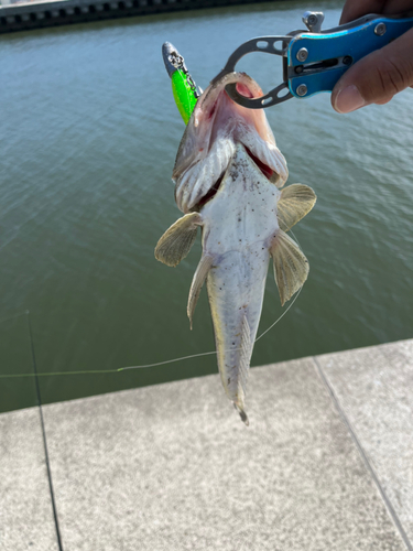 マゴチの釣果