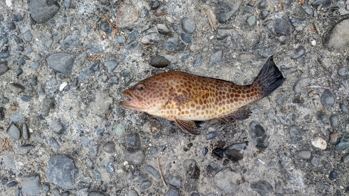 オオモンハタの釣果