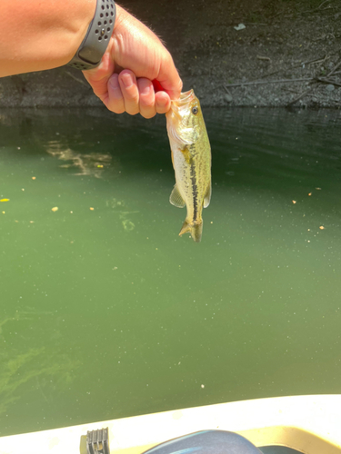 ラージマウスバスの釣果