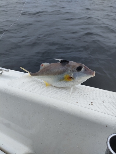 ギマの釣果