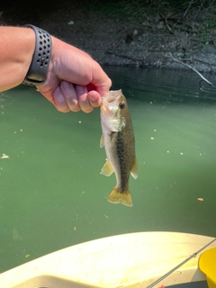 ラージマウスバスの釣果