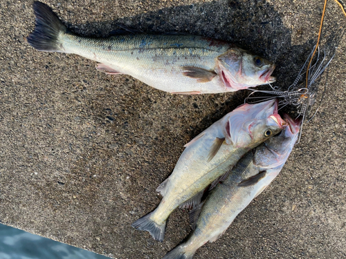 シーバスの釣果