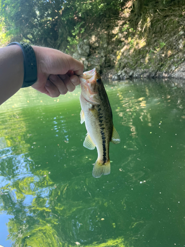 ラージマウスバスの釣果