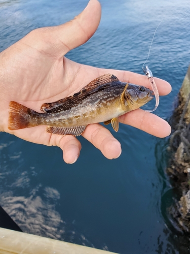 アイナメの釣果