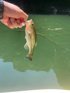 ラージマウスバスの釣果