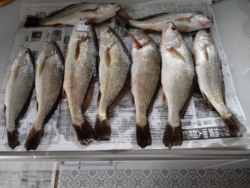 イシモチの釣果