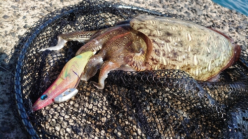 モンゴウイカの釣果