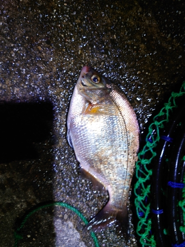 ウミタナゴの釣果